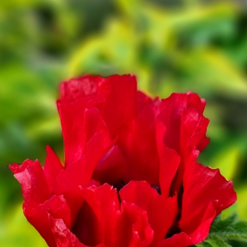 Papaver  - hybride  - Red Rumble - 